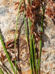 Thamnochortus lucens