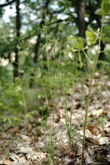 Carex tomentosa