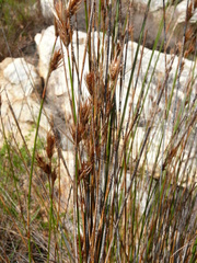 Thamnochortus lucens