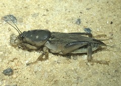 Neoscapteriscus borellii