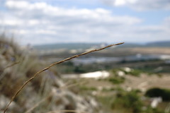 Elymus nodosus