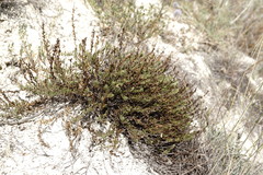 Veronica taurica