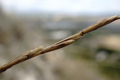 Elymus nodosus