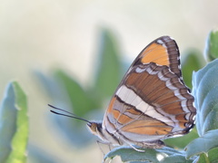 Adelpha californica