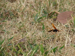 Cryptocheilus annulatus