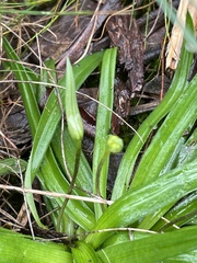 Chamaescilla corymbosa