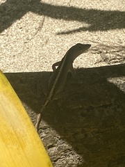 Anolis lemurinus