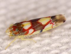 Erythroneura elegans