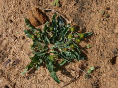 Euphorbia tuberosa