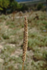 Phleum phleoides