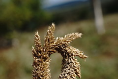 Phleum phleoides