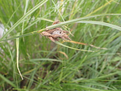Bolboschoenus planiculmis