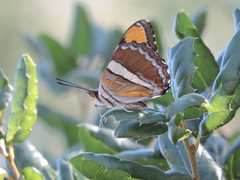 Adelpha californica