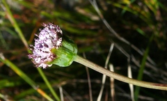 Othonna digitata