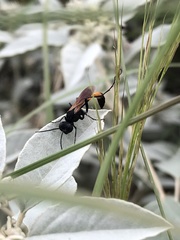 Ammophila placida
