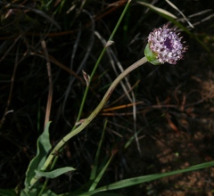 Othonna digitata