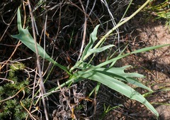 Othonna digitata
