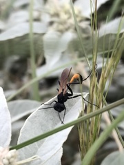 Ammophila placida