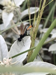 Ammophila placida