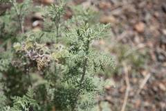 Artemisia afra