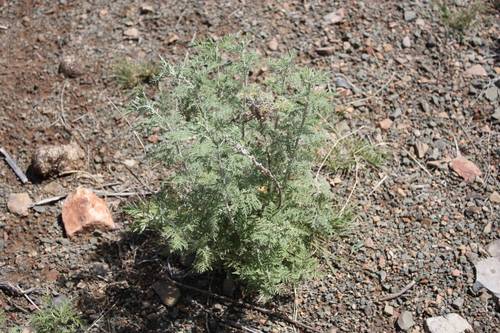 African wormwood