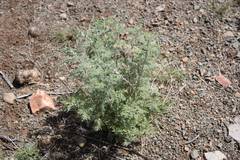 Artemisia afra
