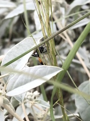 Ammophila placida