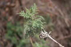 Artemisia afra