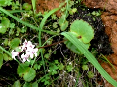 Crassula capensis capensis