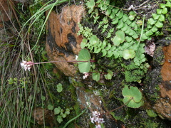 Crassula capensis capensis