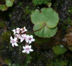 Crassula capensis capensis
