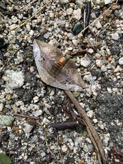 Hypopyra vespertilio