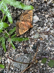 Hypopyra vespertilio