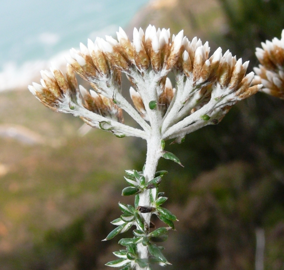 Fynbos Blombush