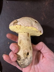 Butyriboletus pulchriceps