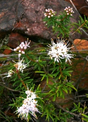 Agathosma lanceolata