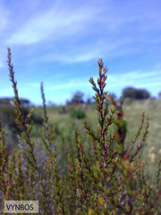 Cliffortia ericifolia