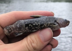 Ameiurus serracanthus