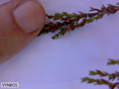 Cliffortia ericifolia