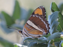 Adelpha californica