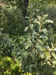 Elaeagnus commutata
