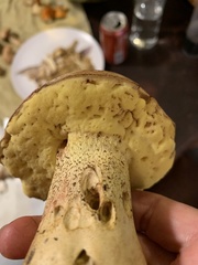 Butyriboletus pulchriceps
