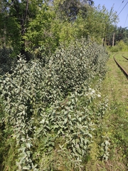 Elaeagnus commutata