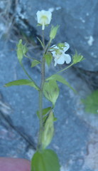 Nemesia petiolina