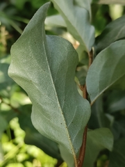 Elaeagnus commutata