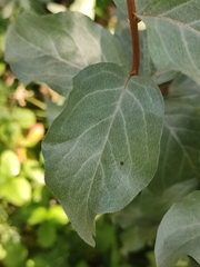 Elaeagnus commutata