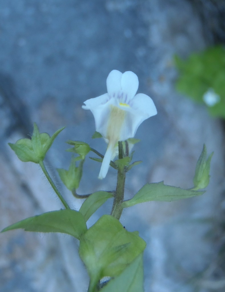 Nemesia petiolina