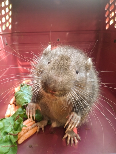 Mountain Beaver photographed in Washington