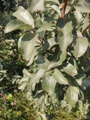 Elaeagnus commutata