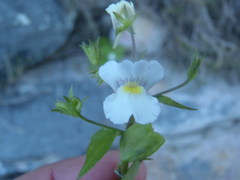 Nemesia petiolina
